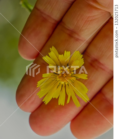 Fingers Grasping Meadow Daisy 132025713