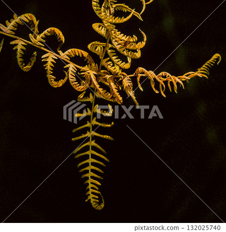 Brown Fern on Dark Background 132025740