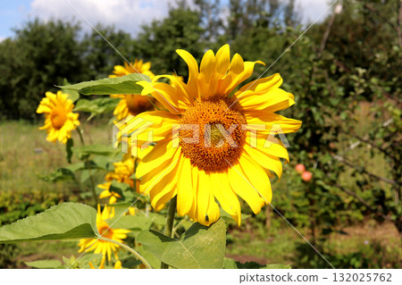 A large sunflower flower against the background of other sunflowers and apple trees 132025762