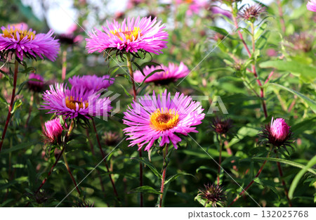 purple asters with yellow centers and buds purple asters with yellow centers and buds 132025768