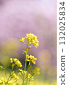 Rape blossoms blooming in a plum grove 132025834