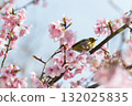 Breathe in cherry blossoms in full bloom 132025835