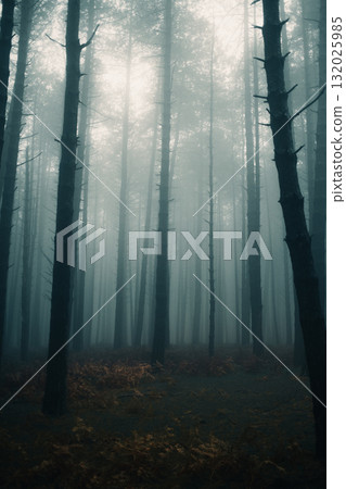 Dark And Creepy Spot In The Forest During Fall 132025985