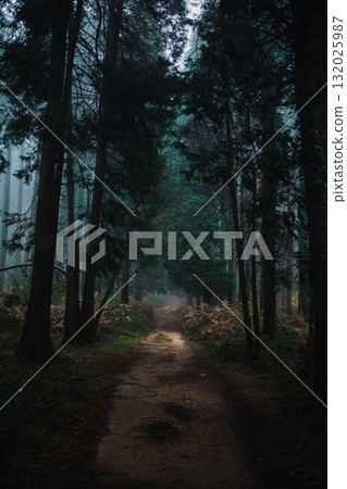 Dirt Path Inside The Forest In Autumn  132025987