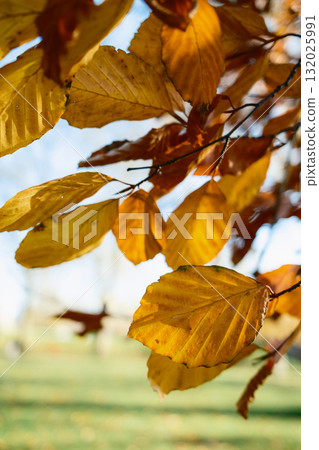 Yellow Leaves In The Park, Close Up 132025991
