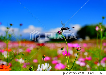 A dragonfly resting on a cosmos bud 132026169