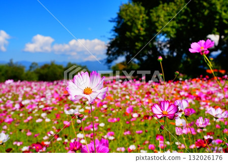 秋日陽光下盛開的粉白花 132026176