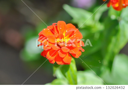 Zinnia violacea Cav, Z violacea or Plantae, Asteraceae or Magnoliopsida or Zinnia violacea or orange flower Zinnia violacea Cav, Z violacea or Plantae, Asteraceae or Magnoliopsida or Zinnia violacea or orange flower 132026432