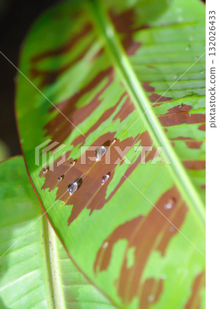 banana plant, blood banana or Musa acuminata or Musa balbisiana or rain droplet banana plant, blood banana or Musa acuminata or Musa balbisiana or rain droplet 132026433
