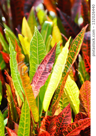 Codiaeum variegatium Blume or Croton, Variegated Laurel or Garden Croton or red leaf Codiaeum variegatium Blume or Croton, Variegated Laurel or Garden Croton or red leaf 132026440