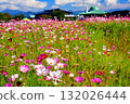 大波斯菊盛開的公園 132026444