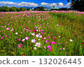 波斯菊領域和藍天 132026445