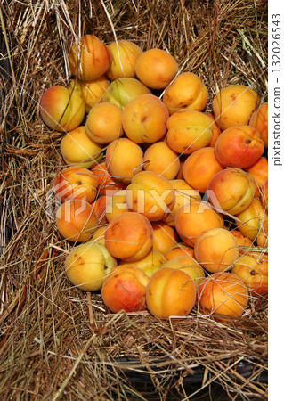 Fresh ripe apricots resting on straw Fresh ripe apricots resting on straw 132026543