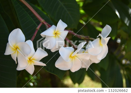 White plumeria 132026662
