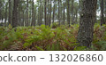 Lush ferns stand tall in Landes pine forest during a serene day in Moliets 132026860