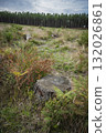 Cut tree stump in Landes pine forest reveals the cycle of nature in Moliets 132026861