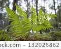 Lush ferns stand tall in Landes pine forest during a serene day in Moliets 132026862