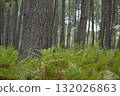 Lush ferns stand tall in Landes pine forest during a serene day in Moliets 132026863