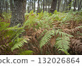 Lush ferns stand tall in Landes pine forest during a serene day in Moliets 132026864