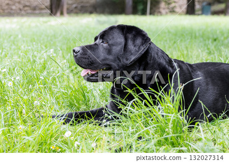 Black labrador lies on green grass with head turned shining fur reflects soft daylight 132027314
