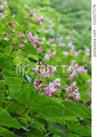 Begonia flowers blooming on the slope of the temple Begonia flowers blooming on the slope of the temple 132027576