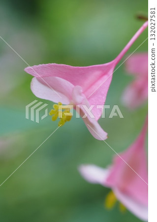 Close-up of female begonia flower 132027581
