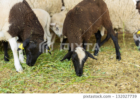 Sheep feed in pen on livestock farm 132027739