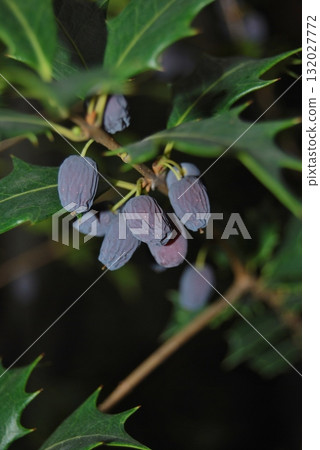 Hiiragi leaves and fruits Hiiragi leaves and fruits 132027772