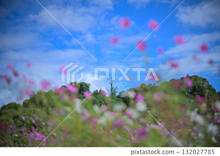 波斯菊：點綴天空的花朵 132027785