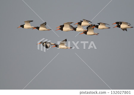 Oystercatchers flying in the evening 132027801