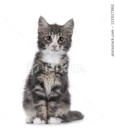Maine Coon cat kitten on white Maine Coon cat kitten on white 132027868