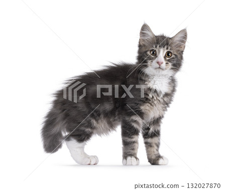 Maine Coon cat kitten on white Maine Coon cat kitten on white 132027870