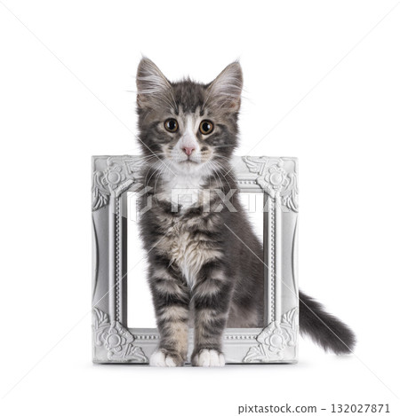 Maine Coon cat kitten on white 132027871