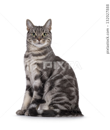 European Shorthair cat on white European Shorthair cat on white 132027888