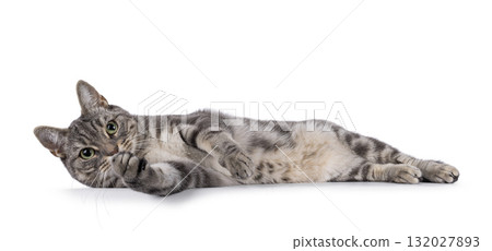 European Shorthair  cat on white 132027893