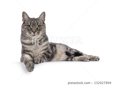 European Shorthair  cat on white 132027894