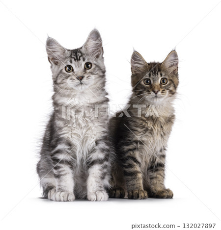 Maine Coon cat kittens on white 132027897