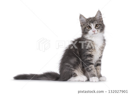 Maine Coon polydactyl cat kitten on white 132027901