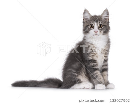 Maine Coon polydactyl cat kitten on white 132027902