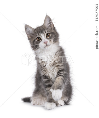 Maine Coon polydactyl cat kitten on white 132027903