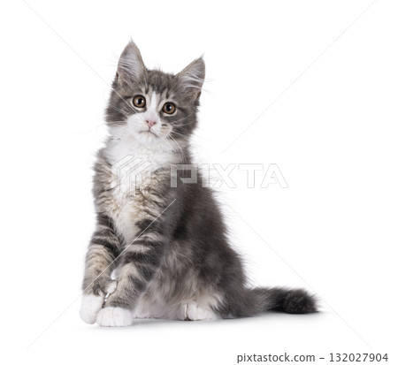 Maine Coon polydactyl cat kitten on white 132027904