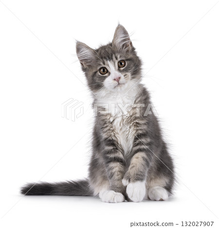 Maine Coon polydactyl cat kitten on white 132027907
