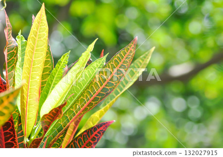 Codiaeum variegatium Blume or Croton, Variegated Laurel or Garden Croton or red leaf Codiaeum variegatium Blume or Croton, Variegated Laurel or Garden Croton or red leaf 132027915
