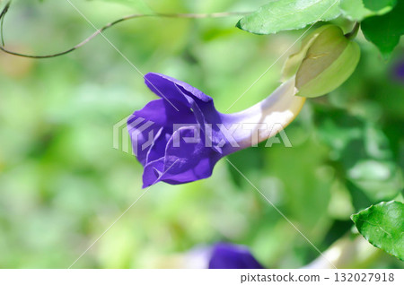 Thunbergia erecta or ACANTHACEAE, Bush clock vine or Thunbergia erecta Benth T Anderson or purple flower 132027918