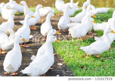 duck or ducks on the farm , farm animal 132027919