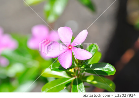 Catharanthus roseus G Don ,APOCYNACEAE or Madagascar periwinkle or Vinca or Old maid or pink flower Catharanthus roseus G Don ,APOCYNACEAE or Madagascar periwinkle or Vinca or Old maid or pink flower 132027924