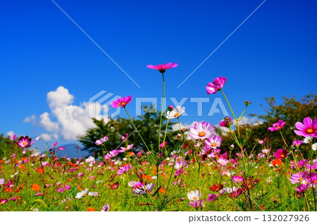 發光在秋天天空的波斯菊波斯菊 發光在秋天天空的波斯菊波斯菊 132027926