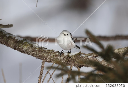 Long-tailed tit on the front face Long-tailed tit on the front face 132028050