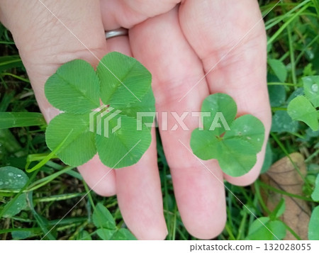 The harmony of four-leaf clover and five-leaf clover The harmony of four-leaf clover and five-leaf clover 132028055