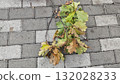 Fallen oak branch with green and brown leaves lying on a stone pavement during autumn day. Concept of seasonal change, nature decay, and transition between summer and fall 132028233